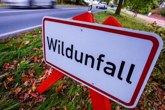 Mühlau: Radfahrerin stößt mit Reh zusammen - Eine Frau auf einem Rad wurde schwer verletzt.