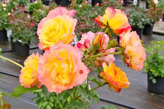 Mülsener Baumschule präsentiert Rosenvielfalt - Zum Rosenfest wird am Wochenende wieder nach Mülsen eingeladen.