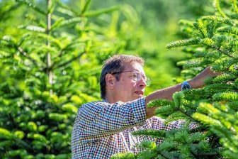 Müssen wir dieses Jahr mehr für Weihnachtsbäume zahlen? Das sagt der Verband - Forstunternehmer Eberhard Hennecke arbeitet an Tannen auf seiner Plantage im Sauerland. Schon gut ein halbes Jahr vor Weihnachten blickten die Baumerzeuger optimistisch auf das Fest.