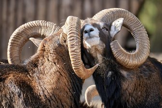 Mufflons breiten sich im Vogtland aus: „Die Schäden sind sichtbar“ - Mufflons - hier in einem Wildgatter in Oberrabenstein - breiten sich im Vogtland in freier Wildbahn aus.