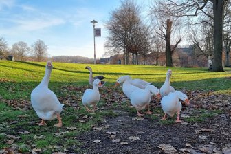 Mulde-Gänse in Zwickau eingefangen: Soll aus ihnen Weihnachtsbraten werden? - In der Nähe des Schlobigparks hatten sich die Gänse sehr oft aufgehalten.