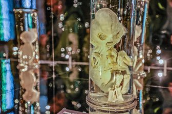 Museum der Raritäten in Waldenburg wieder offen: Fünf Dinge, die (fast) neu sind - Anatomische Präparate von Föten und Neugeborenen werden in der Begleitausstellung gezeigt. Das Licht geht nur per Knopfdruck an.