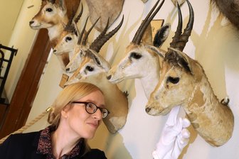 Museum Naturalienkabinett in Waldenburg: 1,1 Millionen Euro teure Baumaßnahme macht Schließung erforderlich - Die Mitarbeiter um Leiterin Fanny Stoye müssen die Exponate vor Staub schützen.