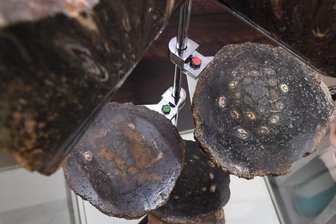 Museum stellt Ur-Pflanze aus -