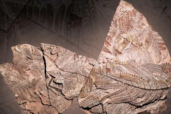Museum zeigt ganz besonderes Pflanzenfossil -