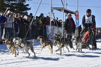 Musher messen sich bei Schlittenhunderennen -