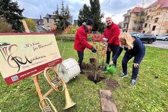 Musikanten aus dem Vogtland pflanzen auf einer fremden Wiese einen Amberbaum - Challenge gemeistert: Der Musikverein Mylau-Reichenbach hat einen Amberbaum gepflanzt.
