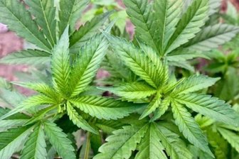 Mutmaßlicher Drogendealer in Zwickau gefasst -