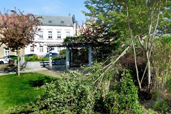 Mutwillige Zerstörung? Mehrere Bäume mitten in Oelsnitz abgeknickt - Mehrere Bäume am Karl-Marx-Platz in Oelsnitz sind umgeknickt.