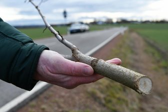 Mysteriöse Baumfällungen in Mutscheroda: Was weiß die Polizei? - An der S 242 wurden bei Mutzscheroda eine Linde gestutzt und Akazien abgeschnitten.