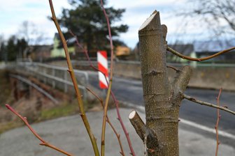 Mysteriöse Baumfällungen: Rätsel um abgeschnittene Akazien in Mutzscheroda - An der S 242 wurden in der Nähe der Bahnbrücke in Richtung Mutzscheroda eine Linde gestutzt und mehrere Akazien abgeschnitten. Warum und durch wen, ist noch immer unklar.
