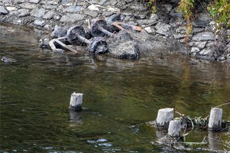 Mysteriöse Erzlore in der Weißen Elster: Niedrigwasser bringt in Plauen Kriegsrelikte ans Licht - Der um gut einen Meter abgesenkte Wasserstand der Weißen Elster hat Relikte aus vergangenen Zeiten ans Licht gebracht. Dazu gehört eine umgekippte Lore. Die Holzpfähle dürften Reste einer Brücke sein und vermutlich 80 Jahre überstanden haben, weil sie von Wasser bedeckt waren.