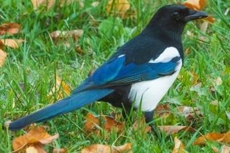 Mysteriöser Dieb stibitzt vom Tisch - Wer im Umfeld von Bermsgrün eine Elster mit Brille sieht, bitte melden!