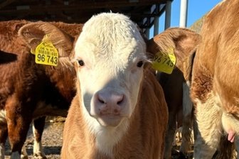 Mysteriöser Diebstahl von sieben Kälbchen in Sachsen - Ähnliche Kälbchen wie dieses wurden aus dem Lehr- und Versuchsgut Köllitsch entwendet.