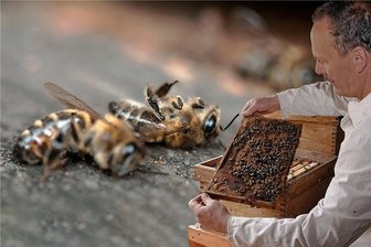 Mysteriöses Bienensterben: Imker aus Crimmitschau hat bösen Verdacht - Dietmar Schernell imkert seit 1985. Wiederholte Verluste von Bienenvölkern machen dem Rentner aus Crimmitschau nicht nur finanziell zu schaffen.
