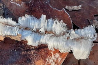 Mysteriöses Eis im Wald: Erzgebirgerin fängt Naturwunder ein - Stock mit Frisur: Diese Aufnahme entstand am 14. Februar 2023 im Wald auf dem Auer Brünlasberg. Nach wenigen Stunden war das seltene Haareis bereits wieder geschmolzen. 