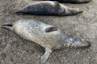 Mysteriöses Robben-Sterben in der Ostsee bei Rügen - Diese Kegelrobben sind tot an der Ostküste der Halbinsel Mönchgut auf Rügen angespült worden.