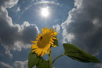 Nächste Hitzewelle in Sicht - Bis zu 36 Grad im Südwesten -