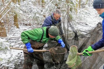 Nabu fischt Teich in Mönchenfrei ab - Am Teichablauf, dem Mönch, wurden die Fische gefangen. Das Gewässer war fast vollständig abgelassen worden. 