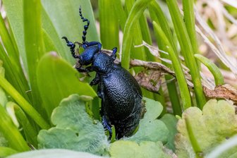 Nabu warnt vor Panikmache um giftigen Schwarzblauen Ölkäfer - Den Schwarzblauen Ölkäfer sollte man nicht anfassen. Das Insekt ist giftig. Vor allem im Frühjahr krabbeln sie umher, auch in Taura.
