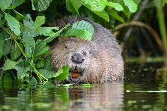 NABU wirbt für richtigen Umgang mit Bibern - Der Naturschutzbund in Sachsen hat Informationen zum Umgang mit Bibern zusammengestellt. (Symbolbild)