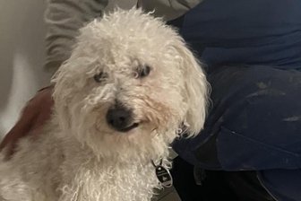 Nach Anschlag mit Rattengift auf Hündin im Erzgebirge: So geht es Luna heute - Hündin Luna fraß einen ausgelegten Giftköder mit Rattengift.