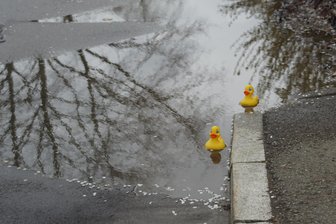 Nach Anwohnerbeschwerden: Stadt lässt Fahrbahn in Zwoschwitz flicken - Pfützen am Holzmühlenweg in Zwoschwitz: Was die Plastikenten freut, ist für Anwohner ein Ärgernis.