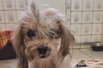 Nach Aufnahme als Notfall in Tierheim im Erzgebirge: Stark verwahrloster Hund übersteht Tumor-OP - Der Rüde war in miserablem Zustand im Tierheim aufgenommen worden.