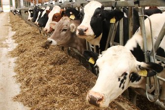 Nach Ausbruch der Maul- und Klauenseuche in Brandenburg: Landwirte im Vogtland im Krisenmodus - Für Milchkühe ist die Maul- und Klauenseuche eine gefährliche Viruserkrankung.