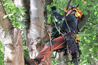 Nach Baum-Besetzung in Chemnitz: Wie urteilen die Behörden der Stadt? - Ein Baumkletterer hatte sich am Montag in die Krone begeben, um die Fällung zu verhindern.