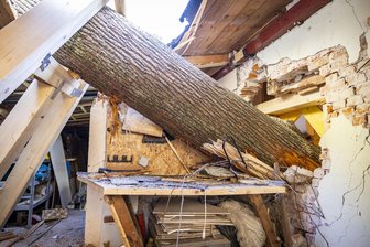 Nach Baumfällarbeiten in Sachsen: Tonnenschwere Eiche durchbohrt Wohnhaus - Diese 30 Meter lange, tonnenschwere Eiche hat in Bad Schandau das Dach, die Außenwand, eine Zwischendecke und mehrere Wände eines Wohnhauses in Bad Schandau durchbohrt.