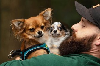 Nach Beschlagnahmung von Chihuahua-Zucht in Plauen: Hunde dürfen verkauft werden - Tierheim-Mitarbeiter Chris Wolfrum kümmerte sich intensiv um die Chihuahuas. Nun steht fest, die Hunde kehren nicht zu den ehemaligen Eigentümern zurück und dürfen vermittelt werden.