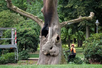 Nach Brandstiftung: „Baum des Friedens“ am Chemnitzer Schlossteich gefährdet Sicherheit - Die Brandspuren an der 175 Jahre alten Esche sind nicht zu übersehen.