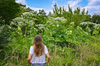 Nach Bürgerhinweis: Oelsnitz lässt Giftpflanzen am Fußweg abmähen - Der aus dem Kaukasus eingeschleppte Riesen-Bärenklau ist giftig.