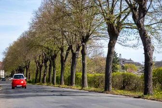 Nach Bürgerprotest und viel Bürokratie: Kann wichtige Straßensanierung in Plauen bald beginnen? - Der Erhalt der Lindenallee an der Plauenschen Straße in Jößnitz wurde zum Streitpunkt. Baurecht gibt es bis heute nicht.