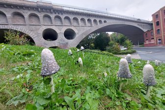 Nach dem Regen wachsen im Vogtland wieder die Pilze – selbst in der Plauener Innenstadt - 