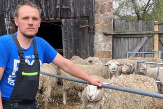 Nach den Attacken auf Schafe im Kreis Zwickau: Offenbar gibt es nicht nur einen Täter - Das Schaf mit der farbigen Nase ist das, welches genäht werden musste.