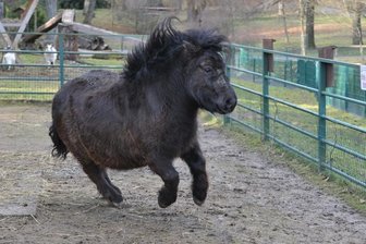 Nach Diät: Pony Idefix wird gewogen -