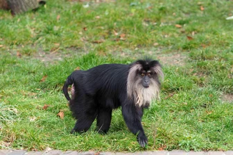 Nach Diebstahl eines Affen aus Leipziger Zoo: Prozess gegen drei Chemnitzer beginnt - Mit diesem Foto fahndete die Polizei nach der Bartaffendame Ruma. Sie wurde später von einem Jogger in einem Leipziger Park gefunden. Äußerlich war sie unversehrt.