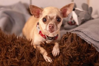 Nach dramatischem Start im Plauener Tierheim: Happy End für zahnlose Chihuahua-Hündin Ilse - Chihuahua-Hündin Ilse hat sich wacker geschlagen. Dafür wurde sie mit einem neuen liebevollen Heim belohnt.