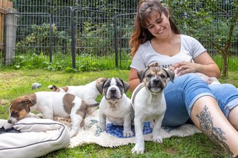 Nach dramatischem Start: Tierheim-Team im Erzgebirge bereitet sich auf Abschied von Welpen vor - Nach einem Notkaiserschnitt haben sich die fünf Welpen im Tierheim „Neu-Amerika“ sehr gut entwickelt – im Bild mit Lissi Burkhardt. Nun werden geeignete Besitzer für sie gesucht.