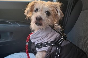 Nach extremem Fall von Tierleid im Erzgebirge: Nun gibt es ein Happy End in Bayern - Für Ewok, der im Tierheim „Neu-Amerika“ versorgt worden ist, hat sich das Blatt gewendet.