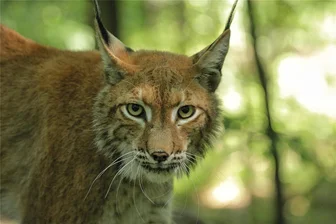 Nach fast 300 Jahren kehrt der Luchs zurück ins Erzgebirge - Ein Karpatenluchs - in Sachsen sollen die Tiere wieder heimisch werden.