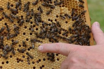 Nach Faulbrut-Ausbruch - Landratsamt hebt Sperrbezirke wieder auf -