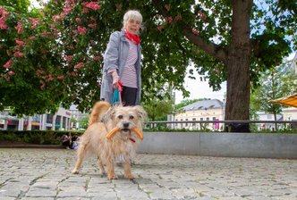 Nach Fleischereibesuch: Sweety trägt stolz seine Wurst nach Hause - 
