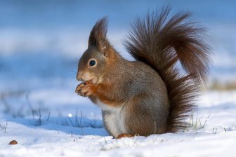 Nach Frost-Wetter in Sachsen: Kommt in den Winterferien der Vorfrühling? - Das Winterwetter ist auch für die Tiere eine Herausforderung. Hier in Eichhörnchen bei der Futtersuche.
