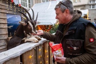 Nach Händlerfrust in Almhütte auf dem Plauener Weihnachtsmarkt: So lief das Krisengespräch mit der Stadt - Im Winterland von Mario Martin meckern wieder die Ziegen.