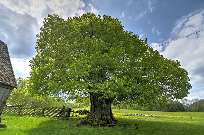 Nach hitziger Debatte: Stadtrat Marienberg lehnt Baumschutzsatzung ab - Um alte Bäume wie diese 950 Jahre alte Linde in Sorgau zu schützen, fordern Bürger in Marienberg die Wiedereinführung einer Baumschutzsatzung. Doch der Stadtrat spricht sich mehrheitlich dagegen aus. 