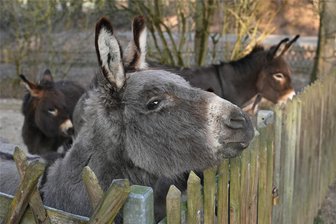 Nach Hochwasserschäden: Naturpark Köbe in Penig öffnet wieder seine Pforten - Die Tiere warten auf Streicheleinheiten: Der Naturpark Köbe in Penig ist wieder geöffnet.