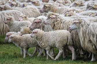 Nach Hundeattacke: Erneut Feuerwehr an Zwickauer Mulde wegen Schaf im Einsatz - An der Zwickauer Mulde starben am Freitag 13 Schafe. Am Samstag kümmerte sich die Feuerwehr um ein weiteres Tier aus der Herde.